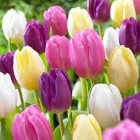 Tulips / Tulipan